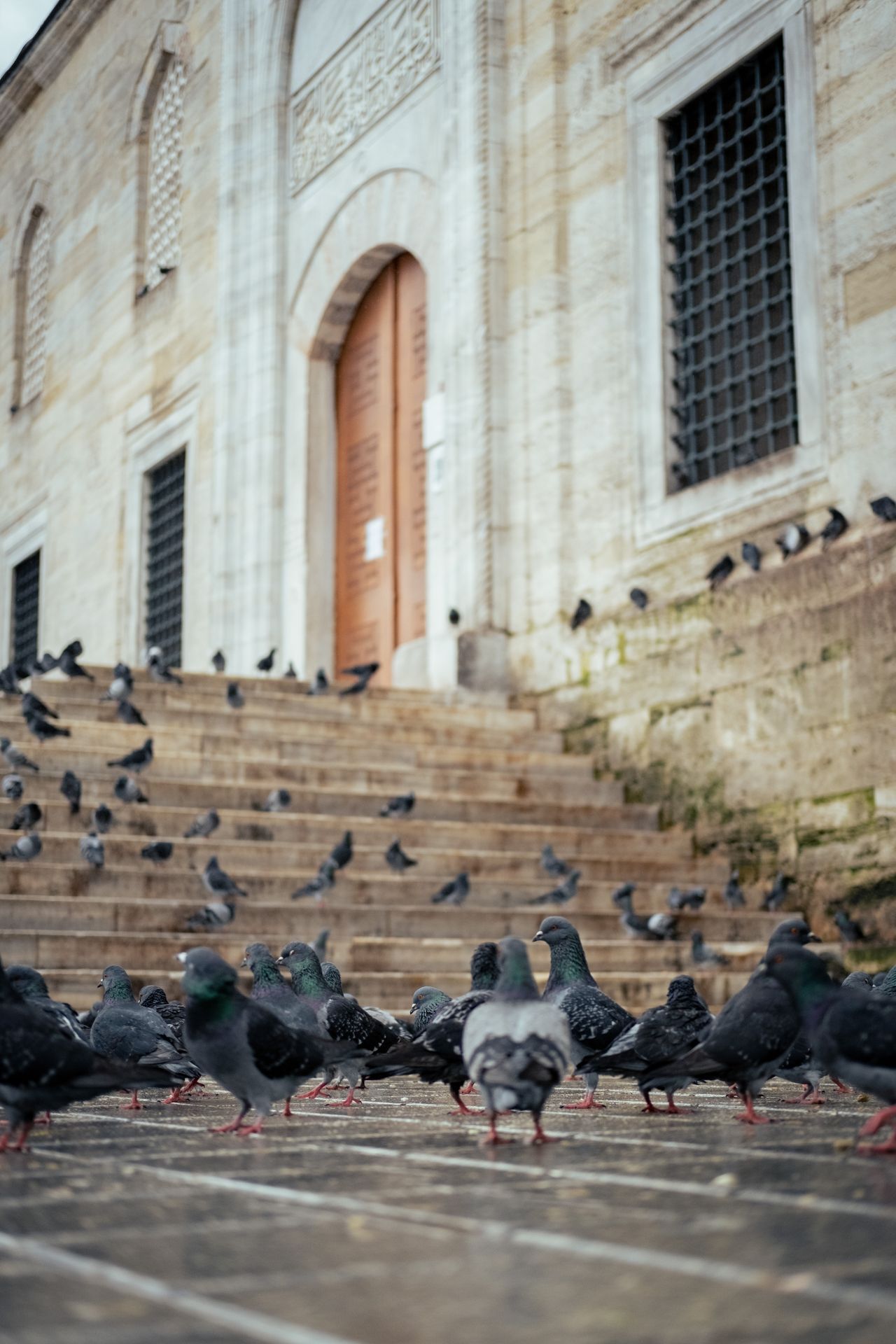 Protection d'un bâtiment contre les pigeons